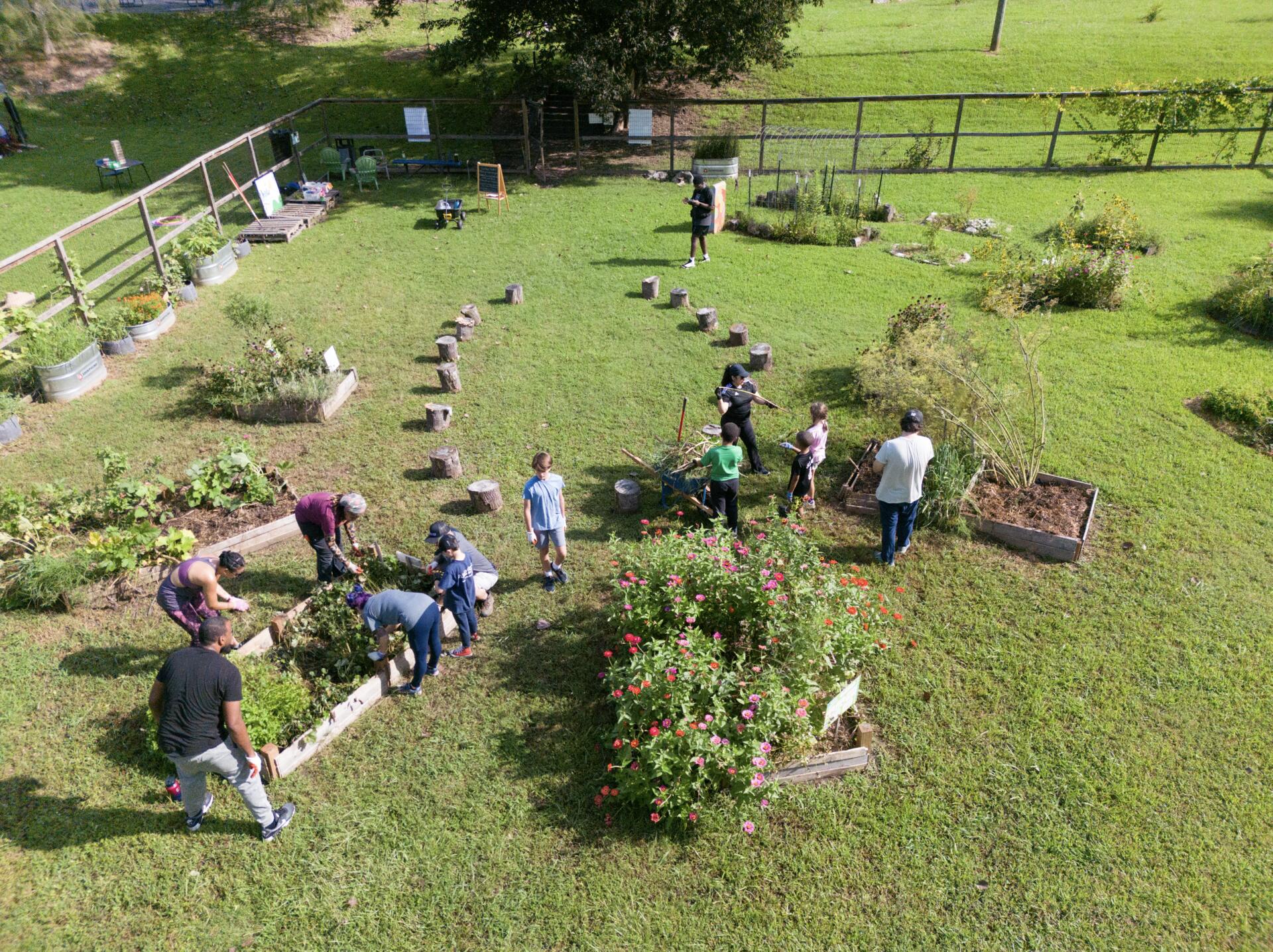 Aerial view of Westside families and volunteers working together in the school garden